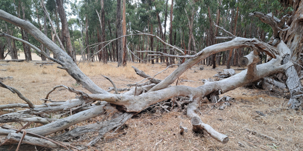Wood